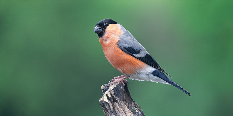 Bullfinch: Identification, Habitat & Facts