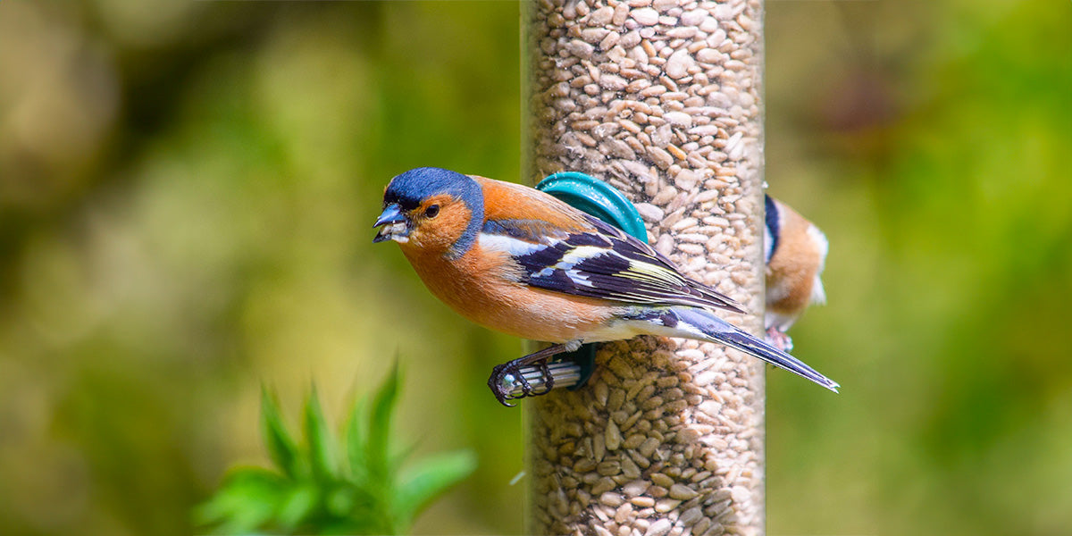 A healthy chaffinch feeding in my garden