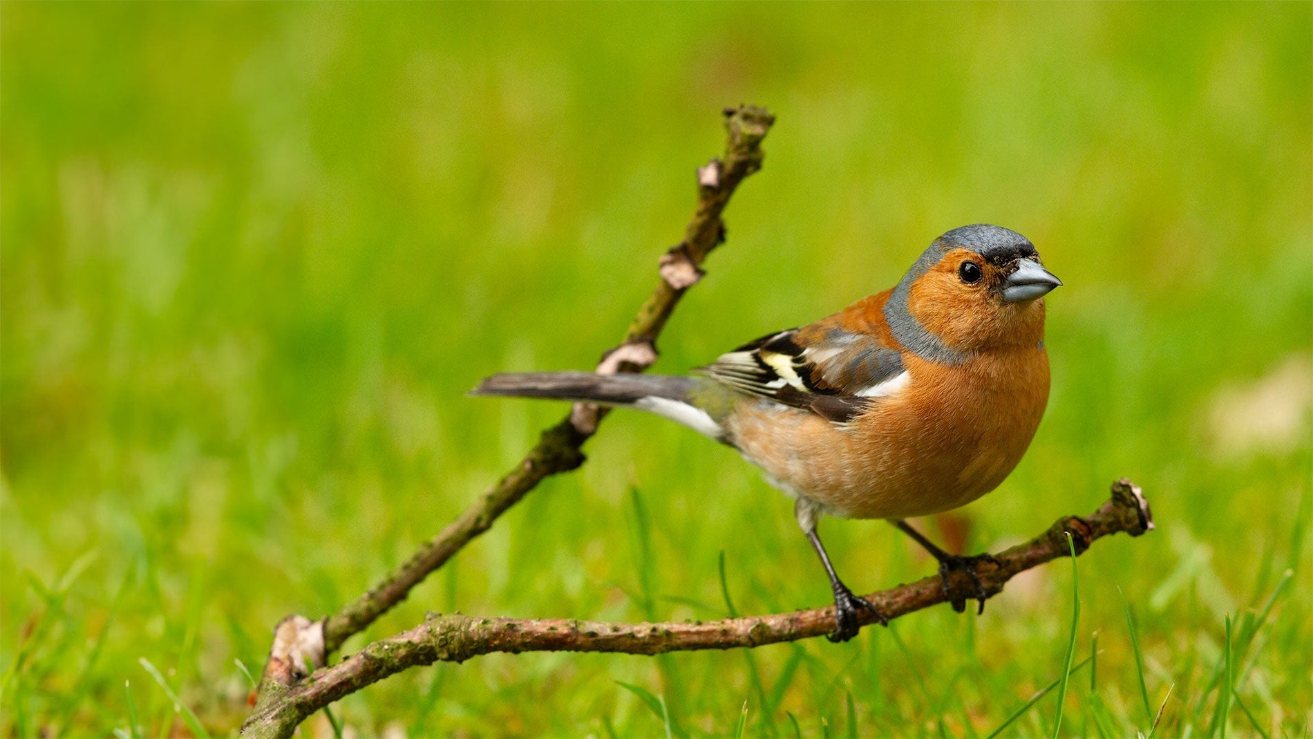 Male chaffinch bird identification