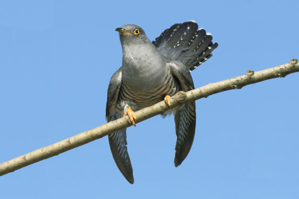 A cuckoo on a phone line is rarely seen now