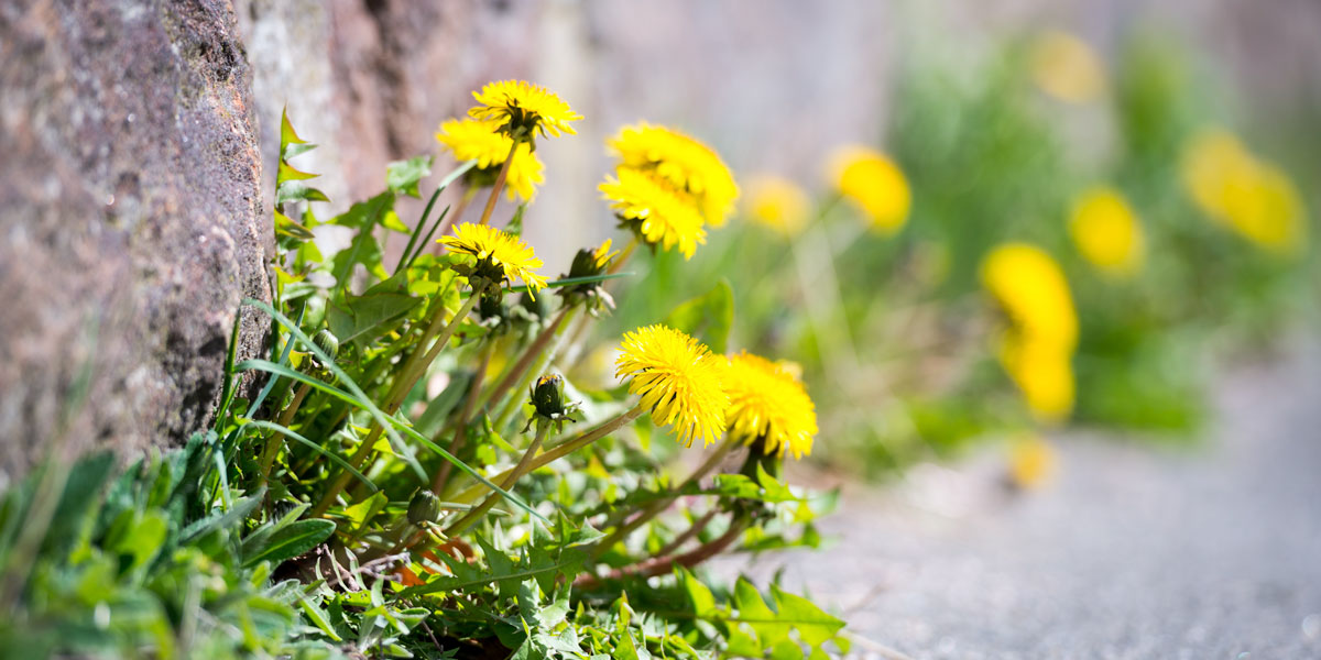 Dandelions growing in roadside kerb