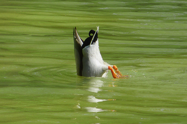 Pond full of Green Algae with a duck feeding