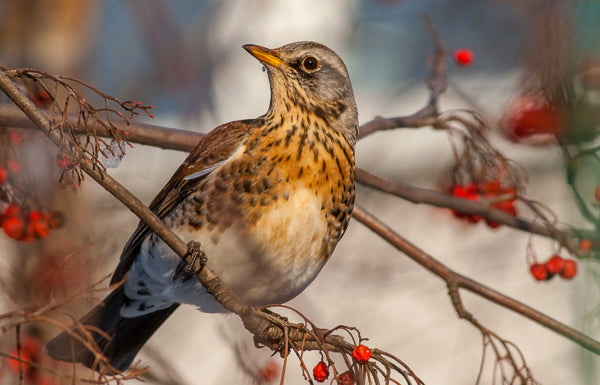 Fieldfare on an autumn tree with red berries