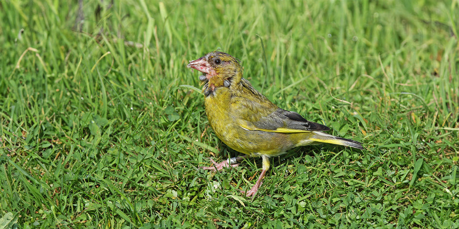 Sick Greenfinch in a garden