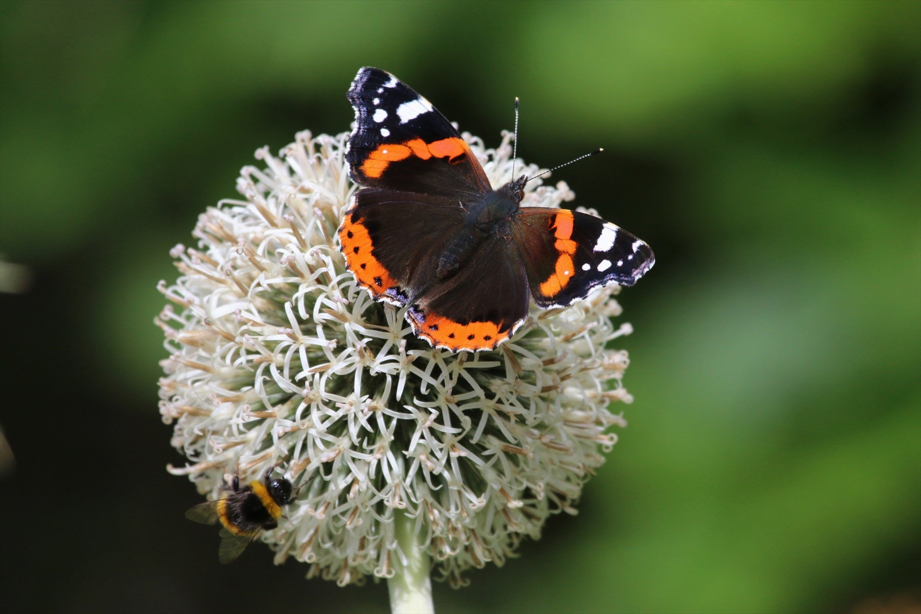 Red Admiral butterfly