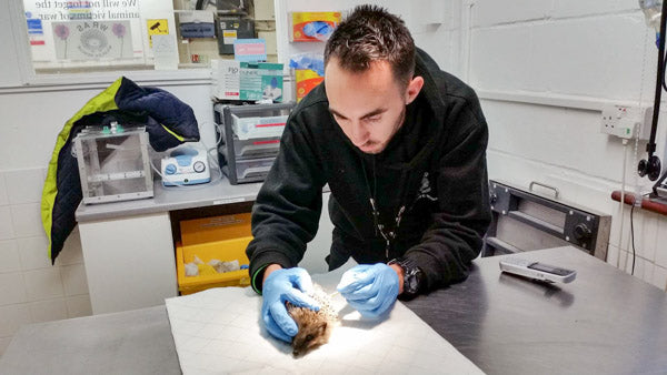 WRAS vet with injured fox