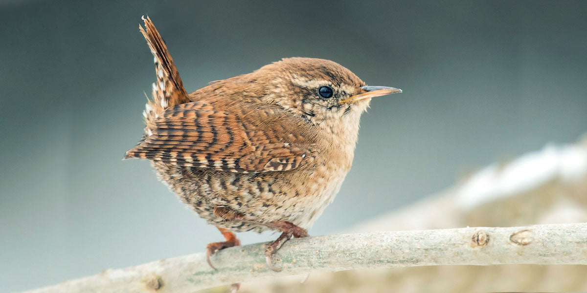 Wren with tail erect sitting on a log