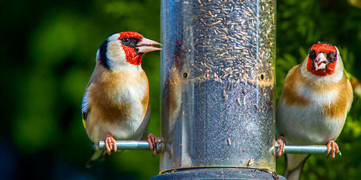 Goldfinches eating niger seed in a garden