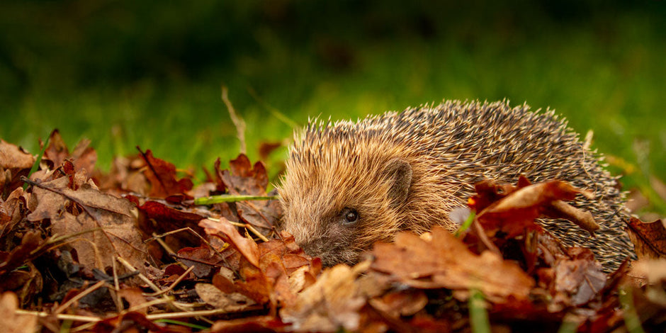 How to prepare a wildlife friendly garden for autumn