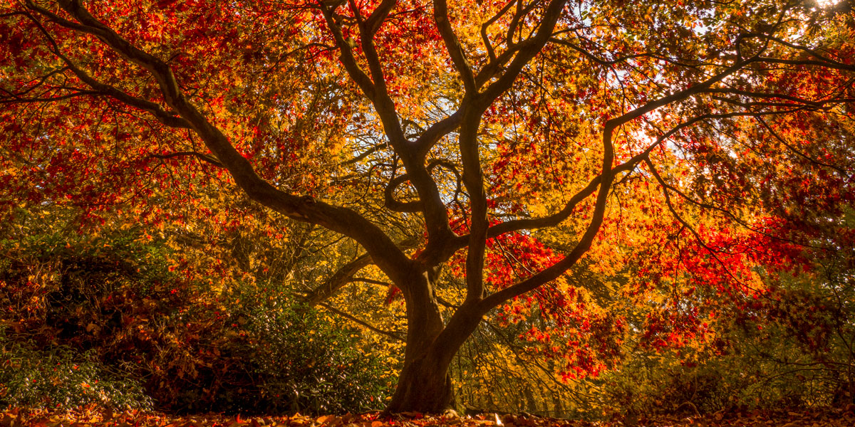 Beautiful tree in autumn colours