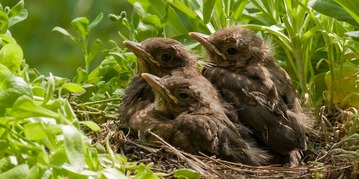 Baby blackbirds in a nest