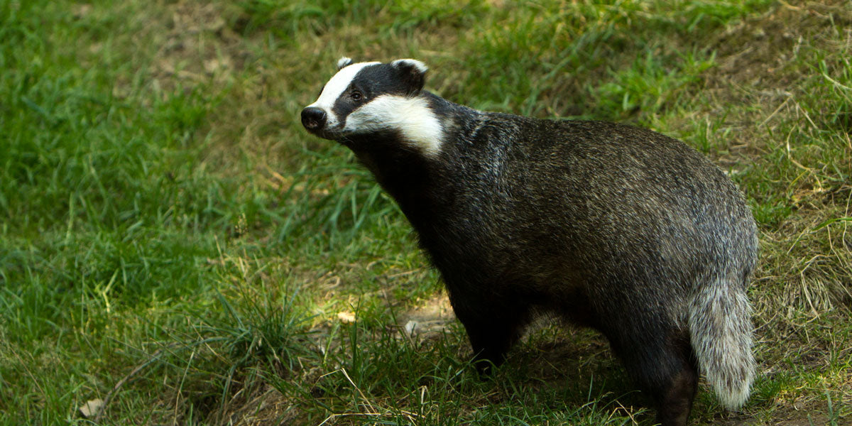 European Badger