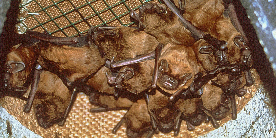 Bats roosting in a large schwegler bat box