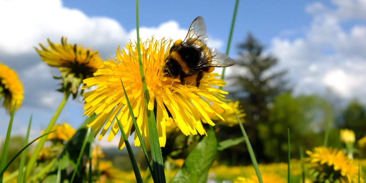 Bumblebee on dandelion