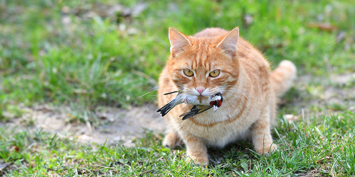 Ginger cat with a garden bird in its mouth