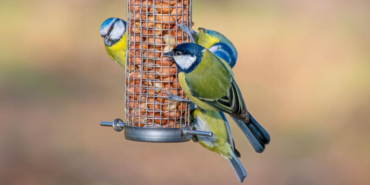 Top 10 bird feeding tips