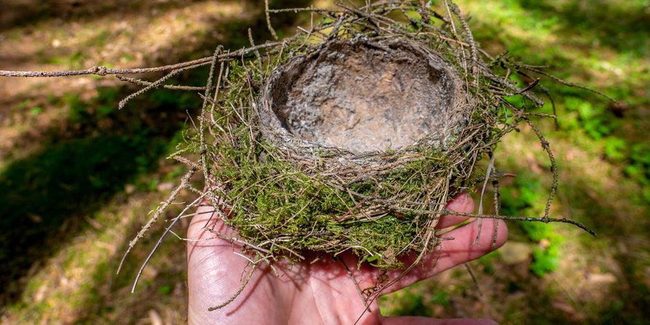 How to find Bird Nests in the UK 