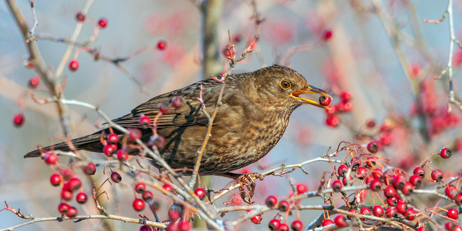 Birds missing from gardens when berries reign