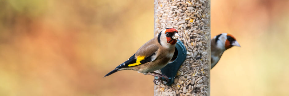 goldfinches eating seeds