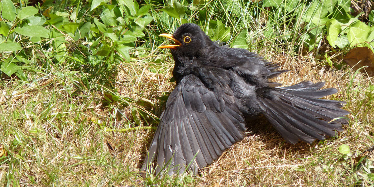 Injured blackbird taken into wildlife rescue centre