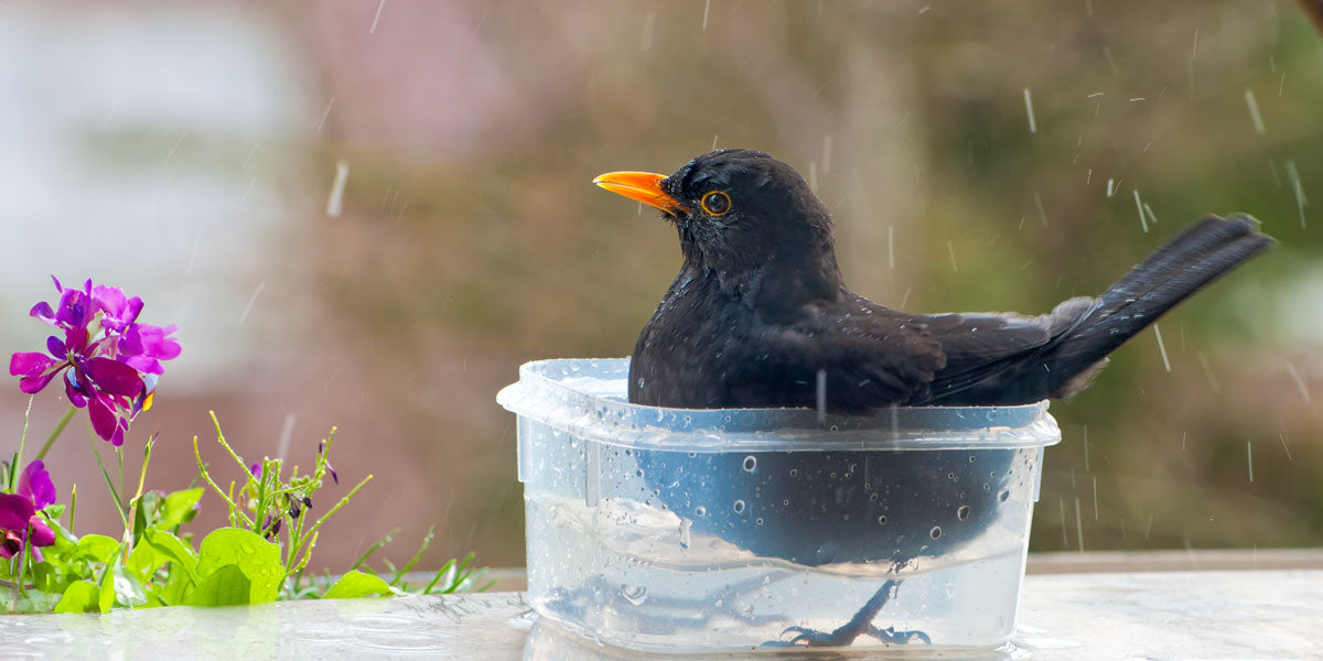 Blackbird bathing in a tupperware pot