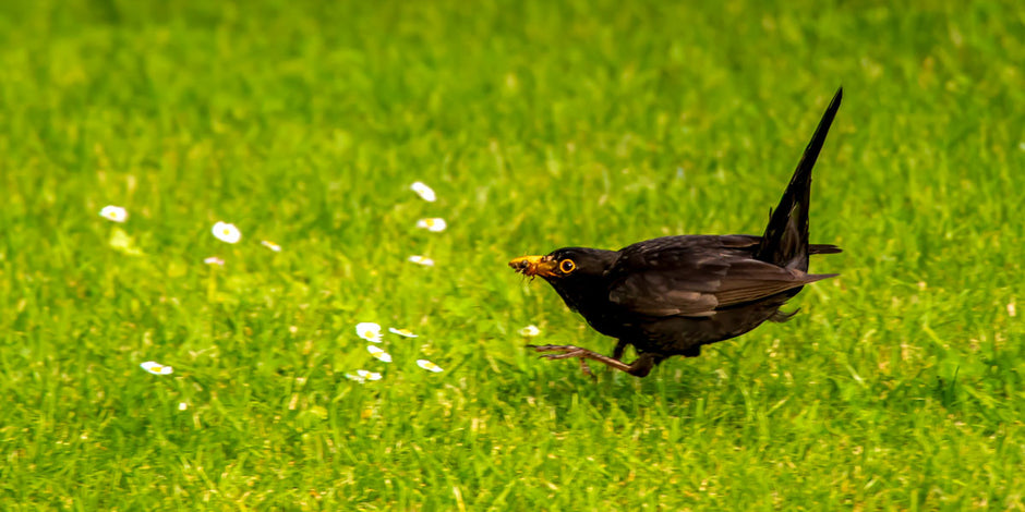 Blackbird hopping over lawn