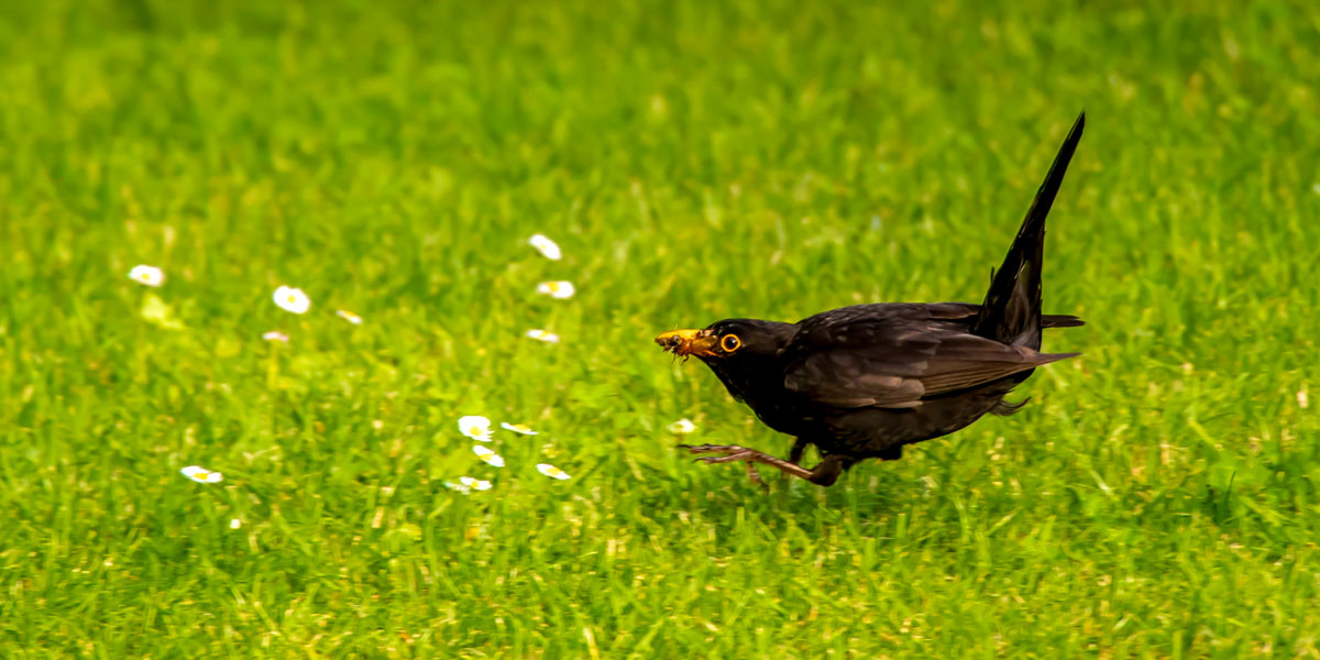 Blackbird hopping over lawn