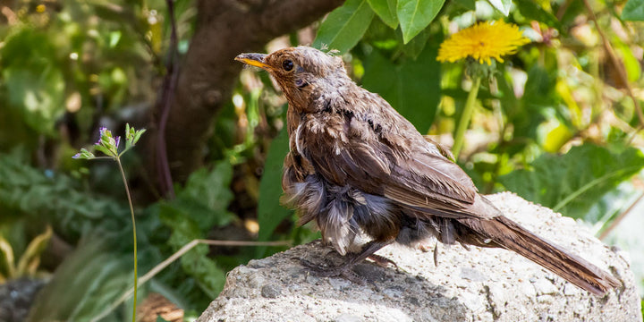 Female blackbird moulting and looking scruffy