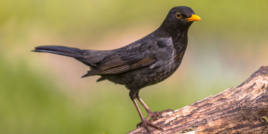 Male Blackbird