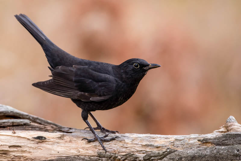 Blackbird showing European black beak