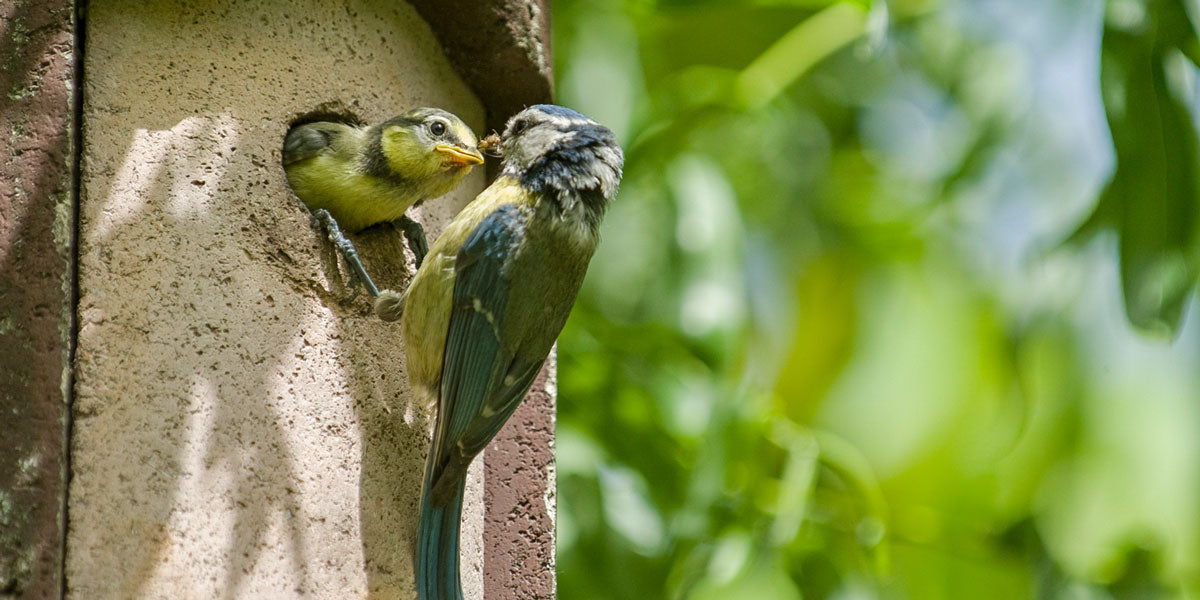 Blue tit in bird nest box