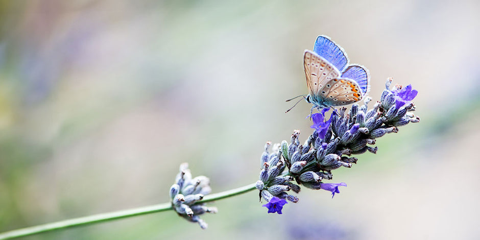 Attract more butterflies to your garden with lavender 