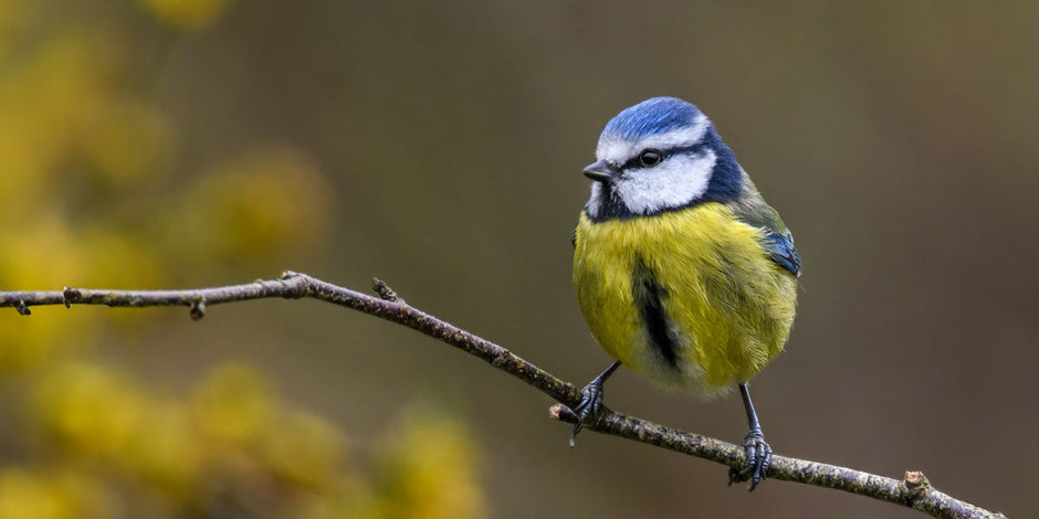 Blue tit on a branch numbers are declining