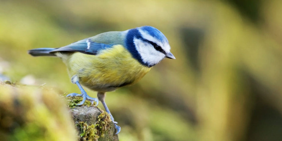 Blue tit showing colours while sitting on a branch 