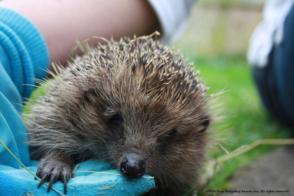 Hedgehog in care, Brian the Hedgehog