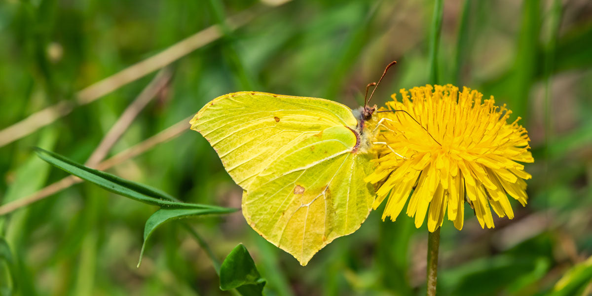 Brimstone butterfly on a dandelion flower