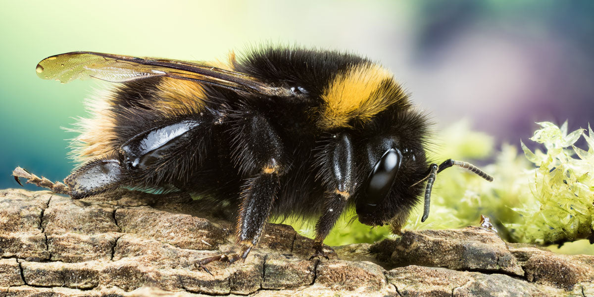 Buff Tail Bumblebee