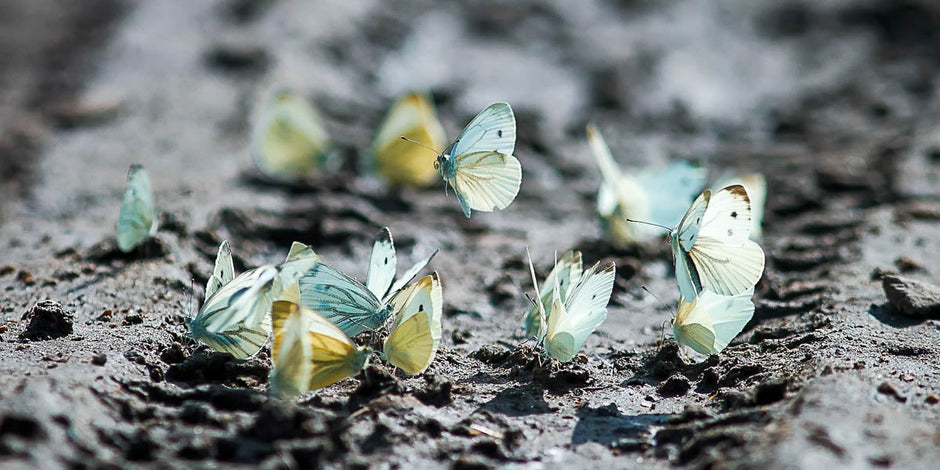 Butterflies mud puddling