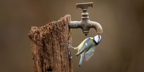 Blue tit drinking tap water