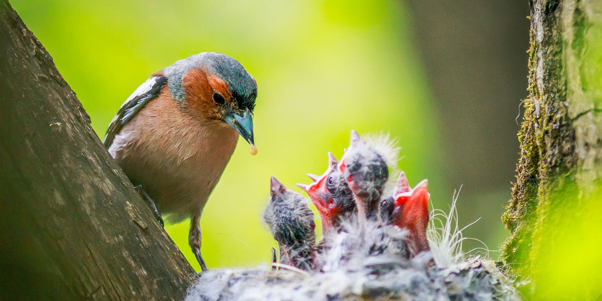 Chaffinch feeding young