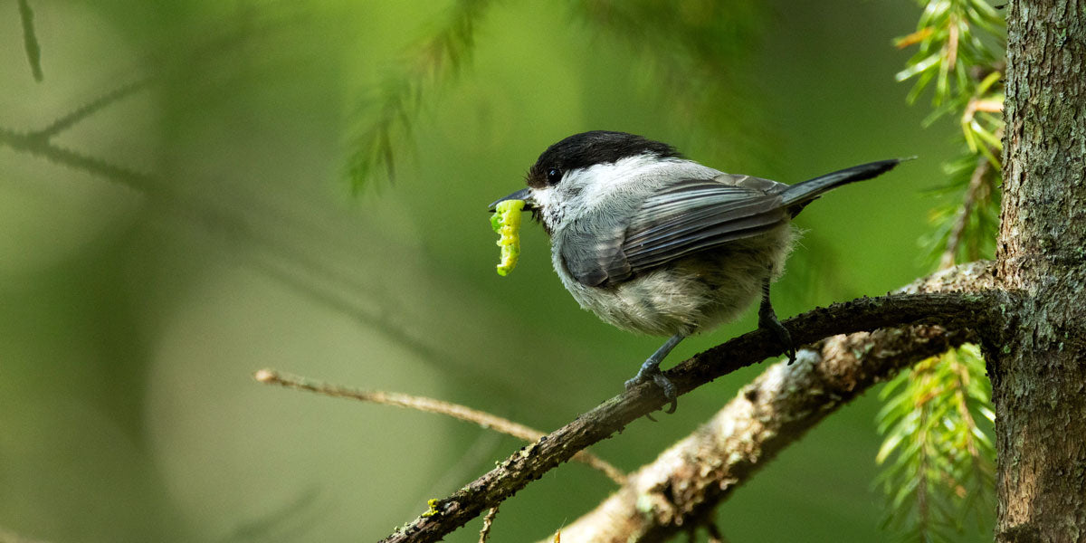 Coal tit carrying a big juicy caterpillar to its nest