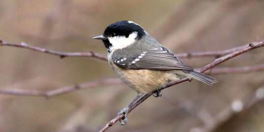 Coal Tit