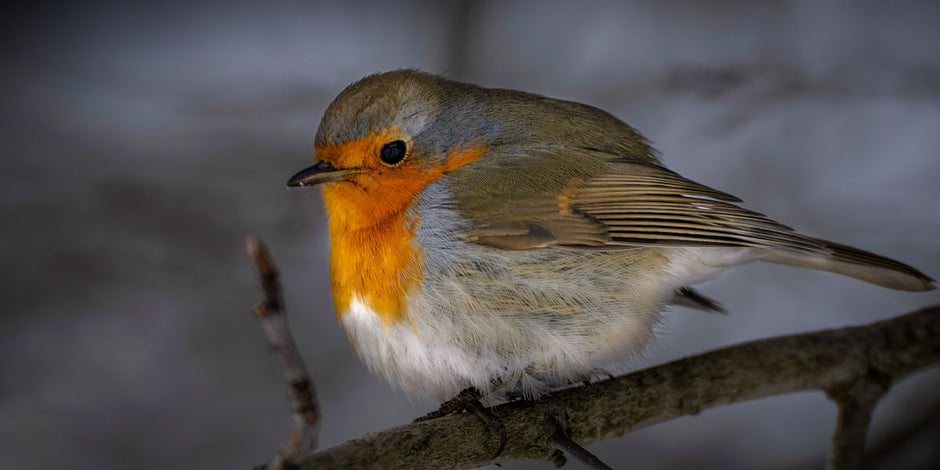 Robin perched on a cold night