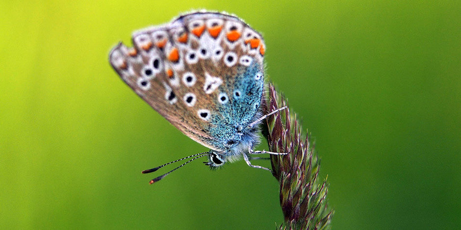 Common blue butterfly