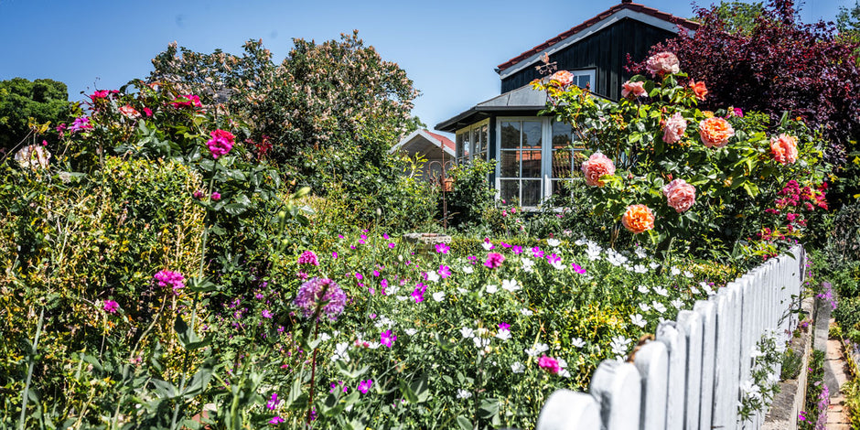 Cottage garden in flower is valuable to wildlife