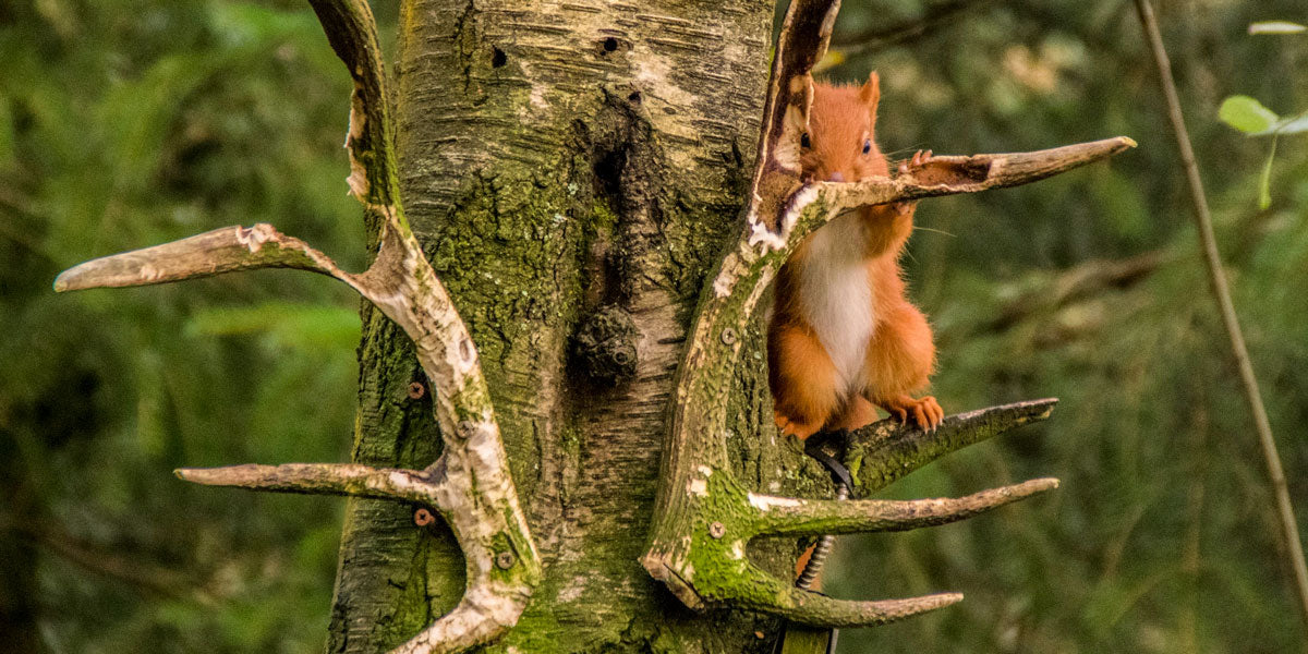 Rd squirrel gnawing deer antlers