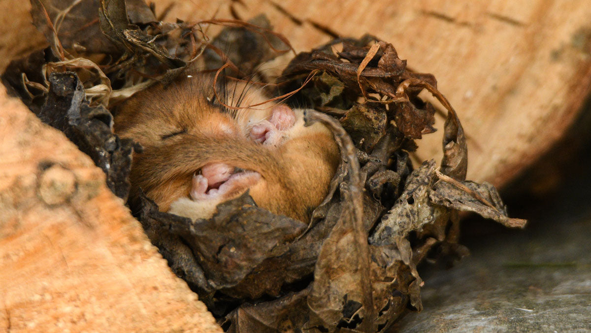 Dormouse Hibernating