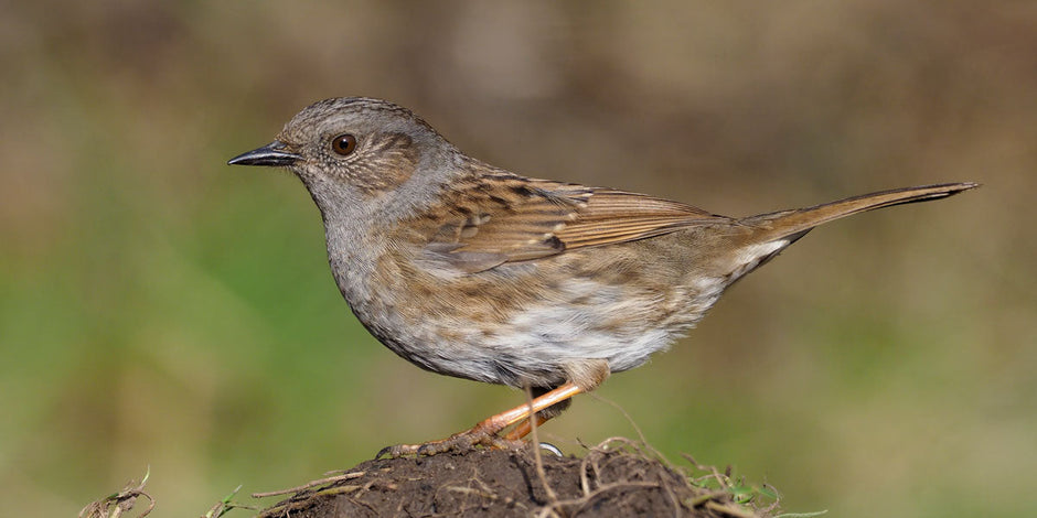 Dunnock Bird