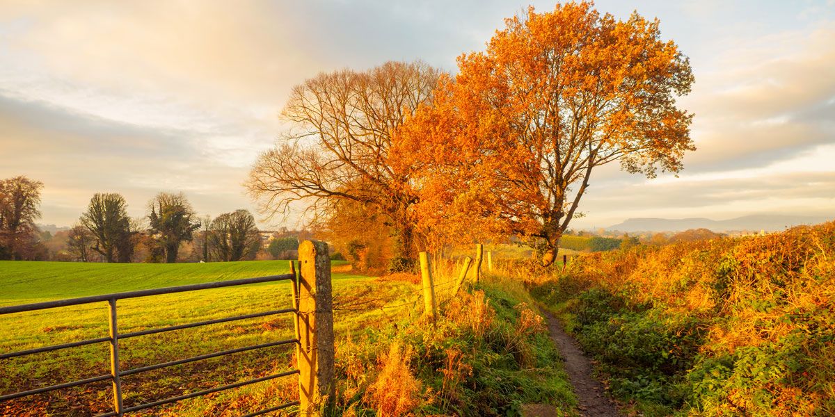 Early autumn colours in the countryside