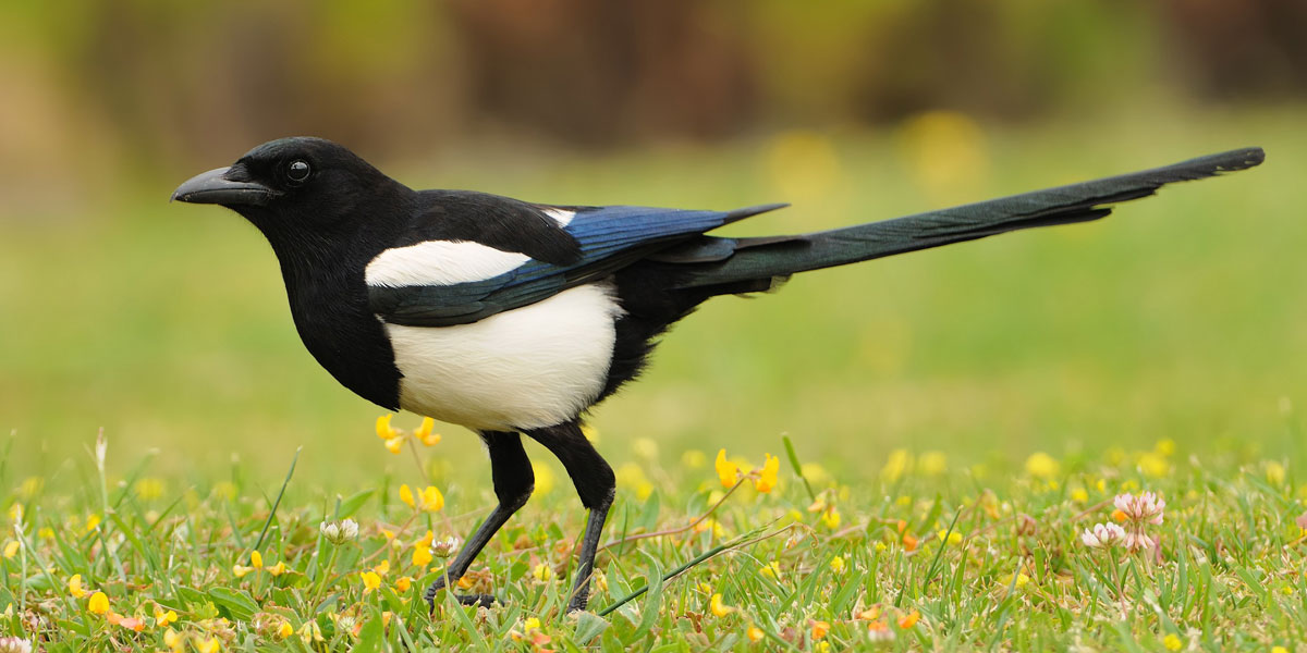 Common Magpie showing long til